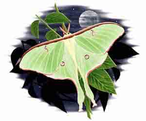 Luna Moth Shirt - Click Image to Close