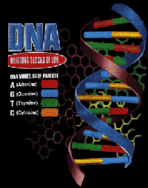 DNA Building Blocks of Life Shirt - Click Image to Close