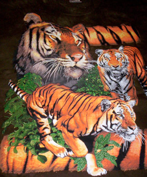 Bengal Tigers Shirt - Click Image to Close